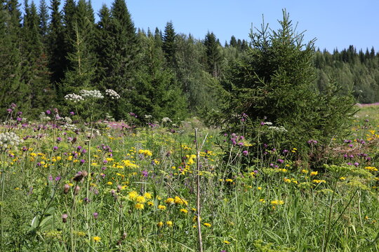 A field of flowers.Beautiful meadow different yellow pink plants in the forest on a Sunny day with blue sky.Tall grass and green spruce trees