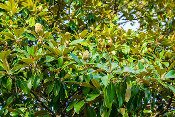 Lush magnolia tree top with flower buds. selective focus background