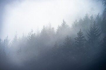 Fototapeta na wymiar Wunderschöne Aufnahme von einem Nebelwald