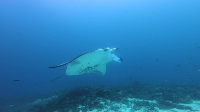 Manta ray close-up underwater footage, Maldives, South Ari Atoll. 