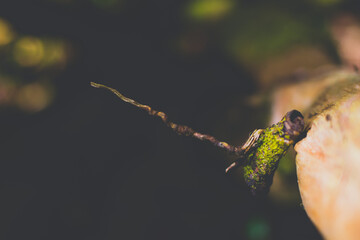 Closeup of a moss covered tree branch