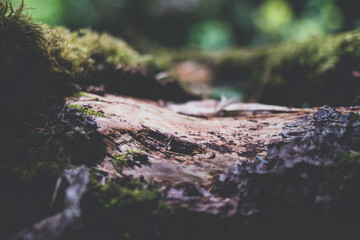 Obraz premium Closeup of a moss covered tree 