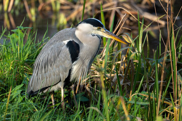 great blue heron