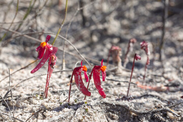 The amazing red flowered Utricularia menziesii in the Cape Le Grand Nationalpark south of Esperance, Western Australia