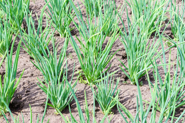 Growing onions during ripening in the form of green feathers in the garden. organic farm