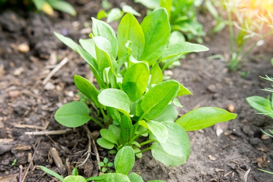 Spinach growing in garden. Fresh natural leaves of spinach growing Bio spanach.