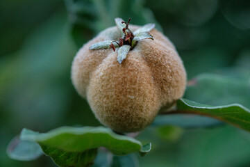 Close-up of hairy quince fruit