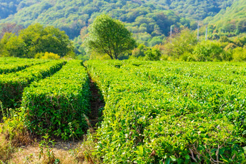 Fototapeta na wymiar Green tea and fresh leaves in the tea plantations.