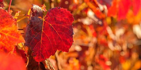 Naklejka na ściany i meble Red leaf of a vine in autumn