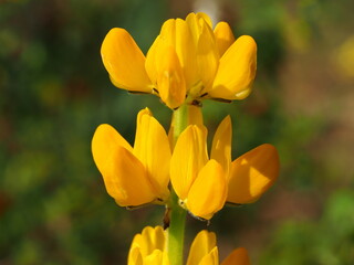 Yellow Lupin (Lupinus luteus)