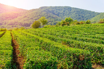 leaves of tea from green bushes high in the mountains. Tea Valley tea production.