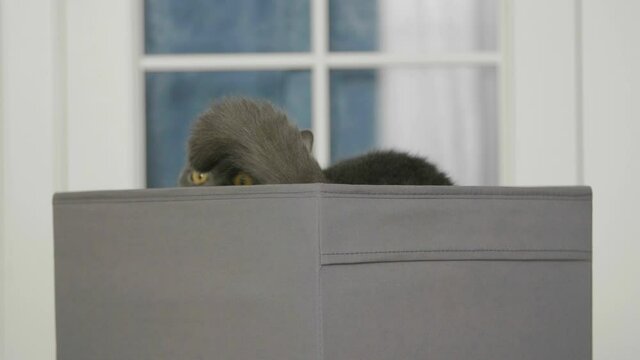 Funny cat looks out of curiosity from grey box. Funny pets playing at home. Cat sitting in box.