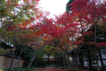 Naklejka premium 紅葉 , autumn colors , autumn , leaves