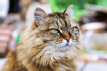 portrait of a beautiful furry cat close up selective focus