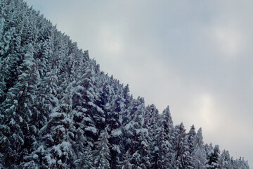 Viste conifere della Val di Fiemme con neve