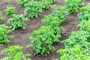 Fototapeta na wymiar Green Potato Sprouts Or Nightshade Tuberosum Grow On The Plantation In Spring And Summer. growing vegetables, selective focus.