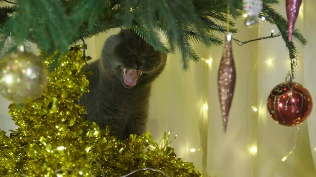 Big fluffy and lazy  british cat yawn under The Christmas Tree. Christmas and New Year Decoration.  Animal portrait of Christmas cat. British cat celebrate Christmas and New Year. 