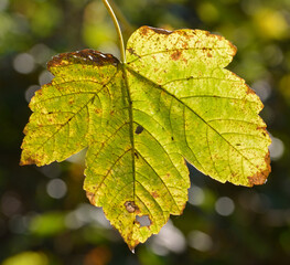 Feuille d'automne
