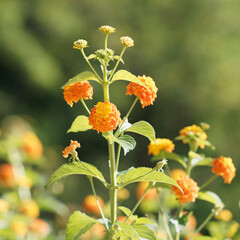 Lantana camara | Blütenstände einer Wandelröschens mit zweifarbige Kronen und dunkelgrüne, gezahnte Blätter