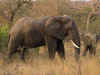 Obraz premium Elephant at Sabi Sabi