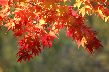 red autumn leaves