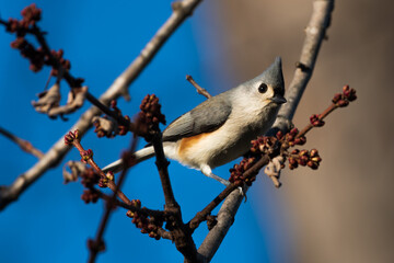bird on a branch