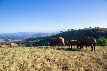 Naklejka na ściany i meble Herd of buffalos eating grass on the high mountains and blue sky.