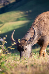 Fototapeta premium Buffalo on a mountain that is eating grass and having the sun.