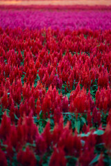Red Silosia in a beautiful flower field