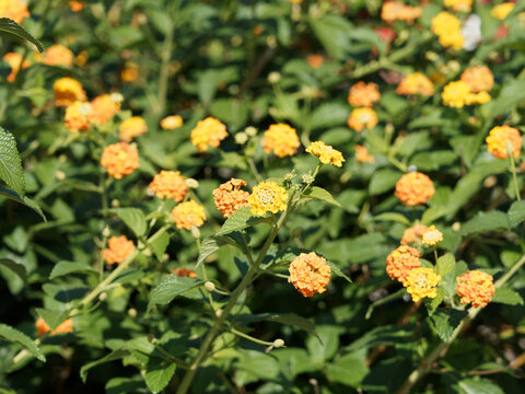 Lantana camara | Bl&uuml;tenst&auml;nde einer Wandelr&ouml;schens mit zweifarbige Kronen und dunkelgr&uuml;ne, gezahnte Bl&auml;tter