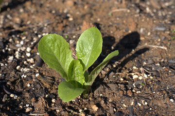 lettuce, young plant from home garden
