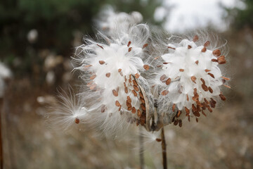 Stem and cotton flower on background.
 plantation of cotton plant inflorescences with seeds.
Shrubs with a strong solid stem for agriculture.
Raw material for processing for textile enterprise.