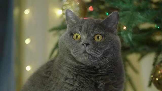 Big fluffy and lazy  british cat looking funny in Christmas and New Year Decoration. Animal portrait of Christmas cat. British cat celebrate Christmas and New Year.