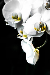 Fototapeta na wymiar White orchid flower dark picture.