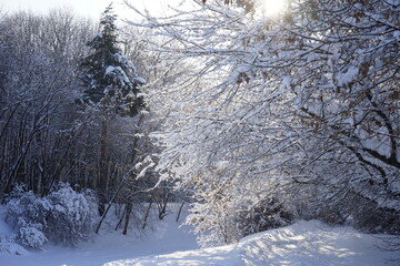 sun rays in winter forest. Kuskovo park. Moscow