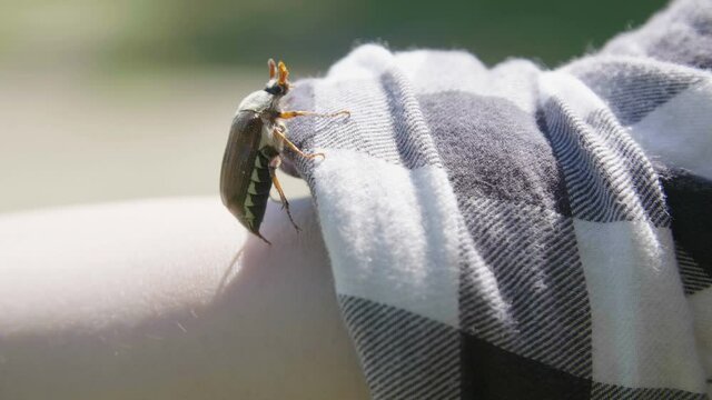 Chafer climbed on hand. Beetle crawling on hand.