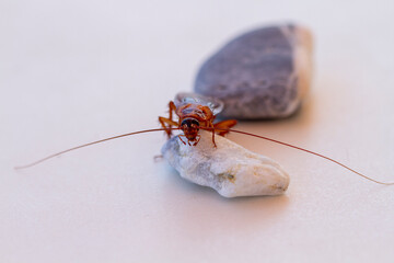 wild cockroach on a stone and white background