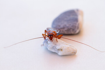 wild cockroach on a stone and white background