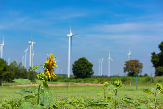 Natural picture, Thursatas, Sunflower Field and Windmills.