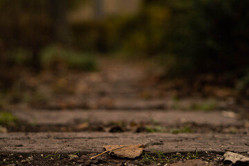 Natural pathway with blurry background