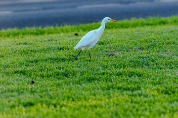 Fototapeta premium Bird Island of Fuerteventura in Spain in the summer of 2020