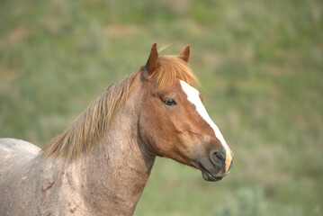 Naklejka na ściany i meble Wild Horses, portrait of a stallion