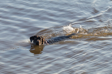 Dog having a great time swimming in the sea