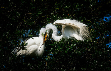 Two Great White Egrets in the Swamp of Florida