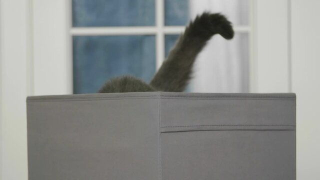 Funny cat looks out of curiosity from grey box. Funny pets playing at home. Cat sitting in box.