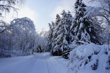 road in the park through snow-covered trees in winter. Kuskovo park in Moscow