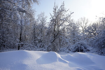 beautiful snow-covered trees and snowdrifts in winter in the Kuskovo park in Moscow