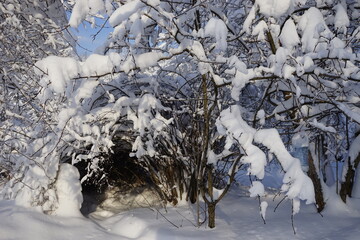 beautiful snow-covered bushes bent like a tunnel in the Kuskovo park in Moscow
