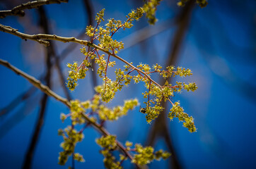 Natureza 