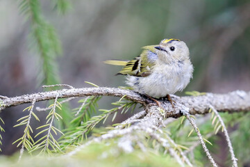 goldcrest